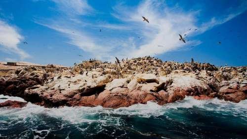 Fauna de las islas ballestas