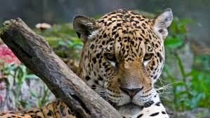 IQUITOS CULTURA Y BIODIVERSIDAD