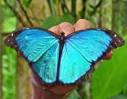 IQUITOS CULTURA Y BIODIVERSIDAD