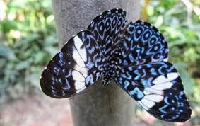 IQUITOS CULTURA Y BIODIVERSIDAD