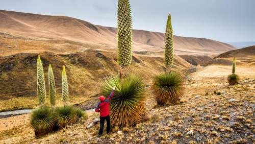puyas de raimondi  en Ayacucho