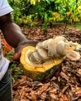 La Ruta del Cacao en Chazuta